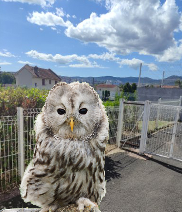 Fiches gratuites PDF